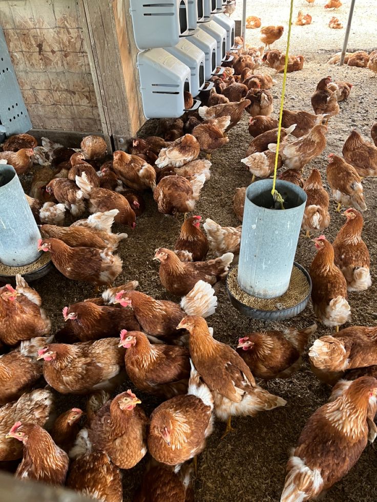 Our flock of Golden Misri hens feeding at Poultry Oasis, Chak 50 WB