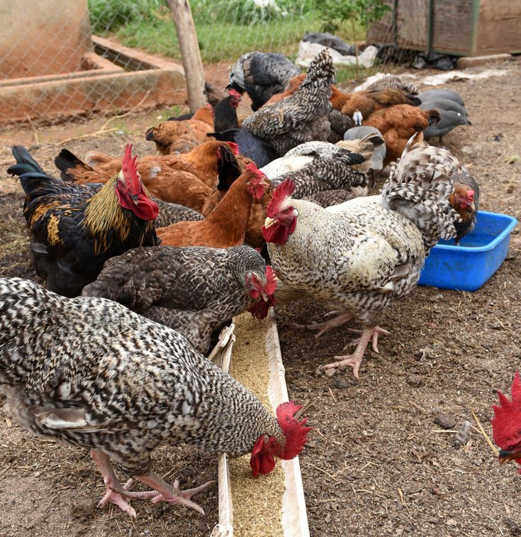 Our hens roaming outdoors at the Poultry Oasis farm